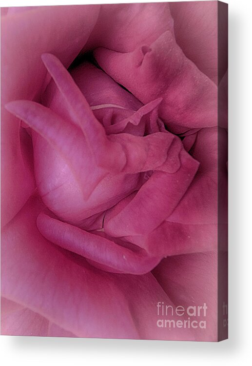 Rose Acrylic Print featuring the photograph Pretty in Pink by Judy Hall-Folde