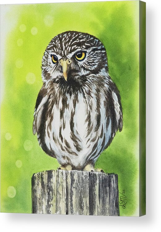 Nature Acrylic Print featuring the painting Pygmy Owl by Linda Shannon Morgan