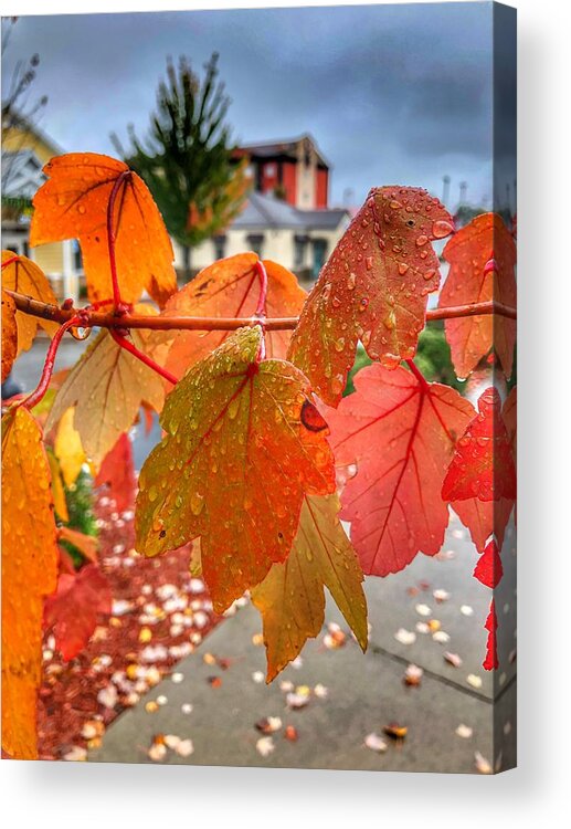 Photography Acrylic Print featuring the photograph Rain Drops on Fall Leaves by Michael Dean Shelton
