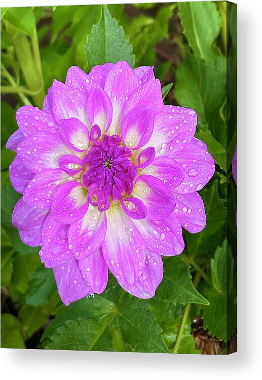 Dahlia Acrylic Print featuring the photograph Rained On by Brian Eberly