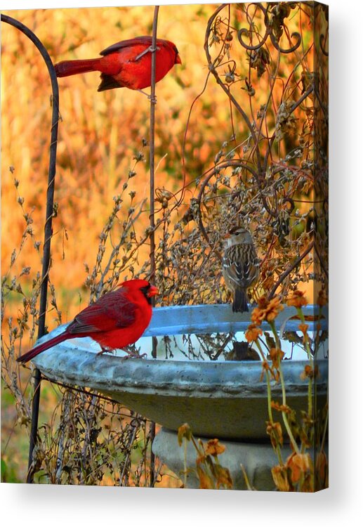 Cardinal Acrylic Print featuring the photograph Red Bird Morning by Virginia White