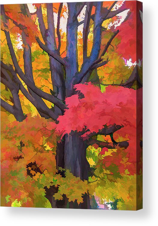 Tree Acrylic Print featuring the photograph Red Maple Frosting 3 by Ginger Stein