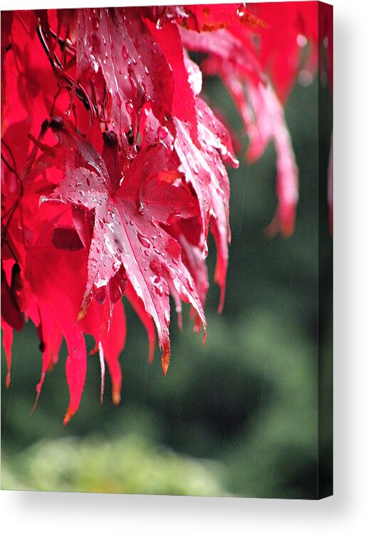 Leaves Acrylic Print featuring the photograph Red Maple by Micki Findlay