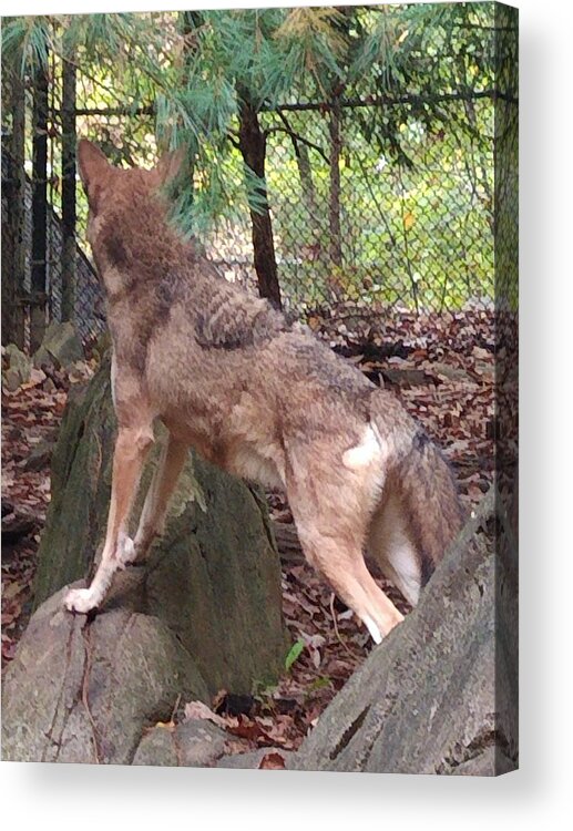 Wolf Acrylic Print featuring the photograph Red Wolf Asheboro NC Zoo by Kim Galluzzo Wozniak