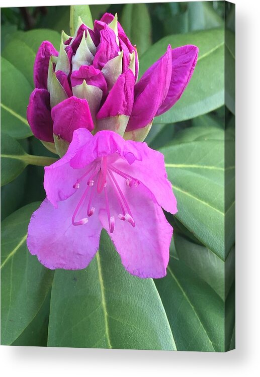 Flower Acrylic Print featuring the photograph Rhododendron by Pour Your heART Out Artworks