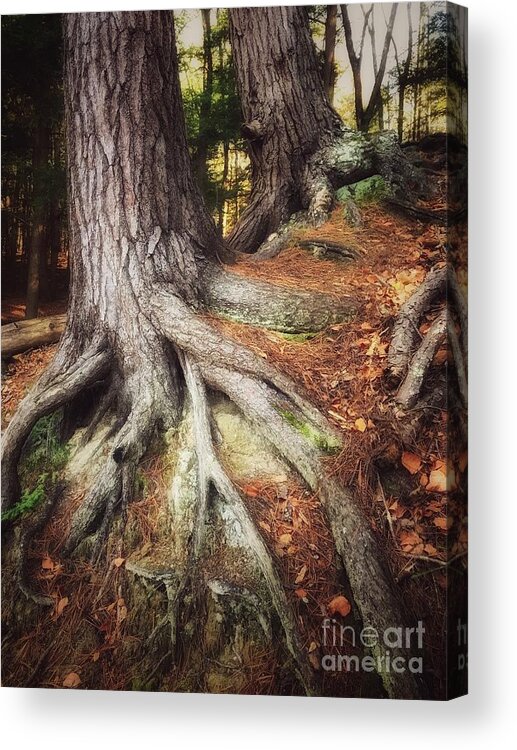 Stroll Woods Tree Roots Copper Pine Needles Forest Green Autumn Acrylic Print featuring the photograph Rooted in the Heart of Copper by Raena Wilson