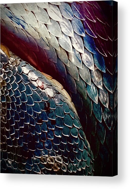Reptile Acrylic Print featuring the photograph Scales by Kerry Obrist