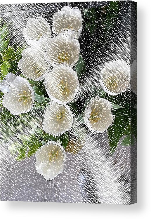 Tulips Acrylic Print featuring the digital art Shining White Tulips by Katherine Erickson