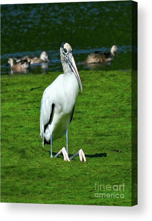 Wood Stork Acrylic Print featuring the photograph Sitting Stork - Vertical by Beth Myer Photography