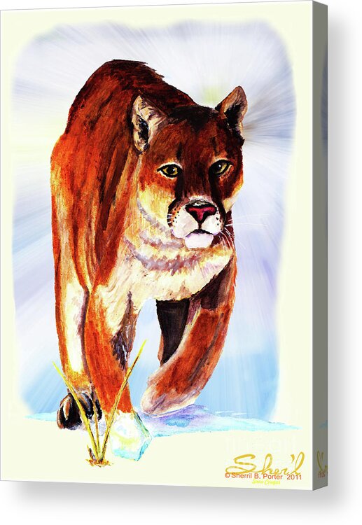 Wildlife Acrylic Print featuring the painting Snow Cougar by Sherril Porter