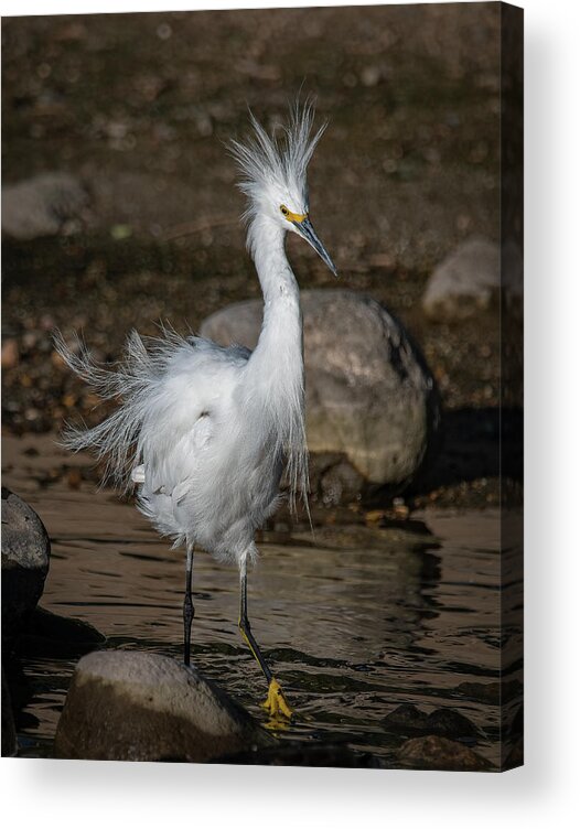 Snowy Egret Acrylic Print featuring the photograph Snowy Egret by Rick Mosher