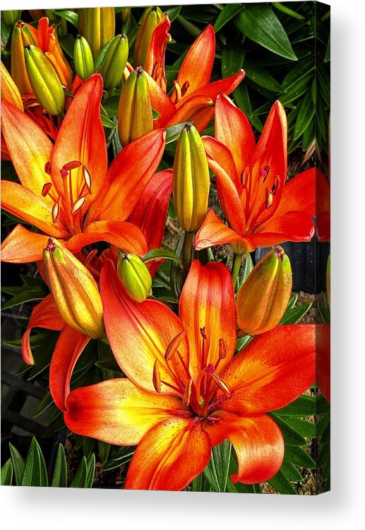 Lily Acrylic Print featuring the photograph Spring Beauties by Jerry Abbott