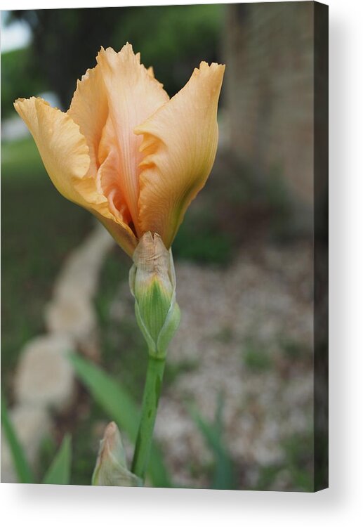 Orange Acrylic Print featuring the photograph Spring Bloom 11 by C Winslow Shafer