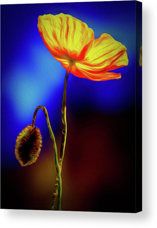 Photography Acrylic Print featuring the photograph Spring by Paul Wear