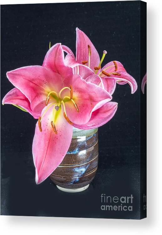 Pink Acrylic Print featuring the photograph Stargazer Lily by L Bosco