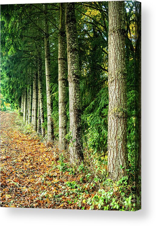 Fall Acrylic Print featuring the photograph Leading Lines by Leslie Struxness