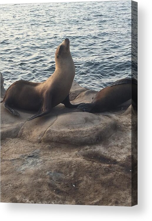 Seal Acrylic Print featuring the photograph Strike a Pose by Lisa White