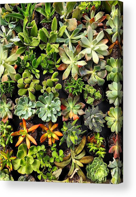  Acrylic Print featuring the photograph Succulent by Stephen Dorton