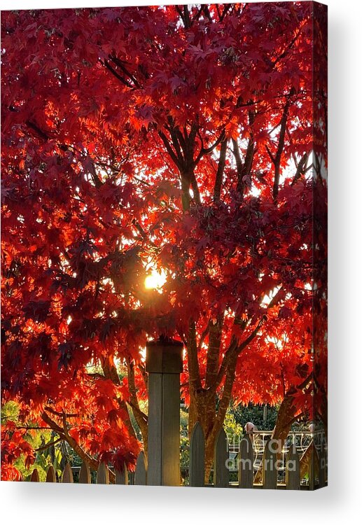 Tree Acrylic Print featuring the photograph Sun in red tree by LeLa Becker