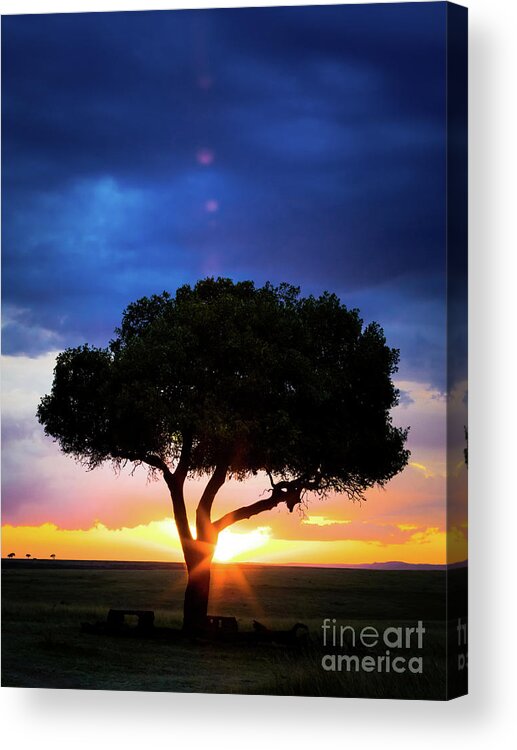 Mara Acrylic Print featuring the photograph Sunset in the Masai Mara with tree silhouette by Jane Rix