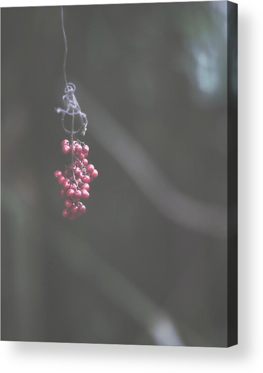 Nature Art Acrylic Print featuring the photograph Suspended Animation by Gian Smith