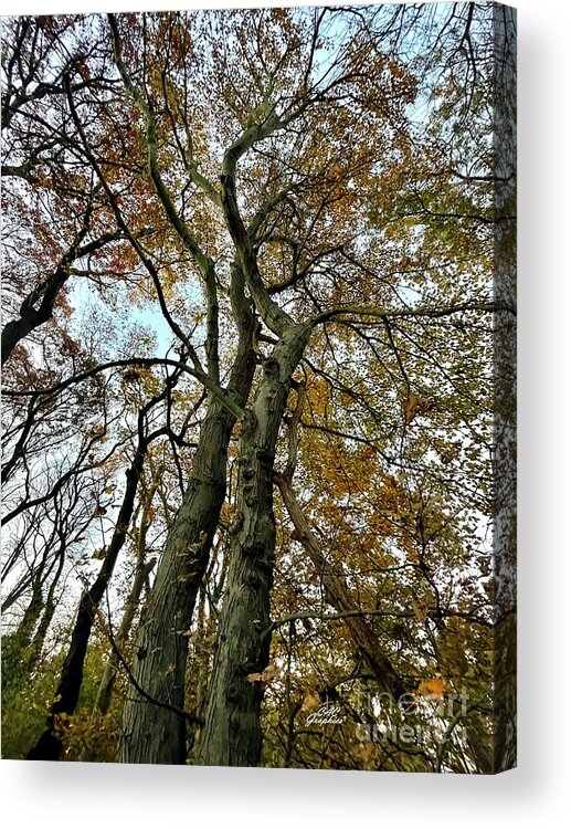 Trees Acrylic Print featuring the photograph Tall Autumn Trees 3 by CAC Graphics