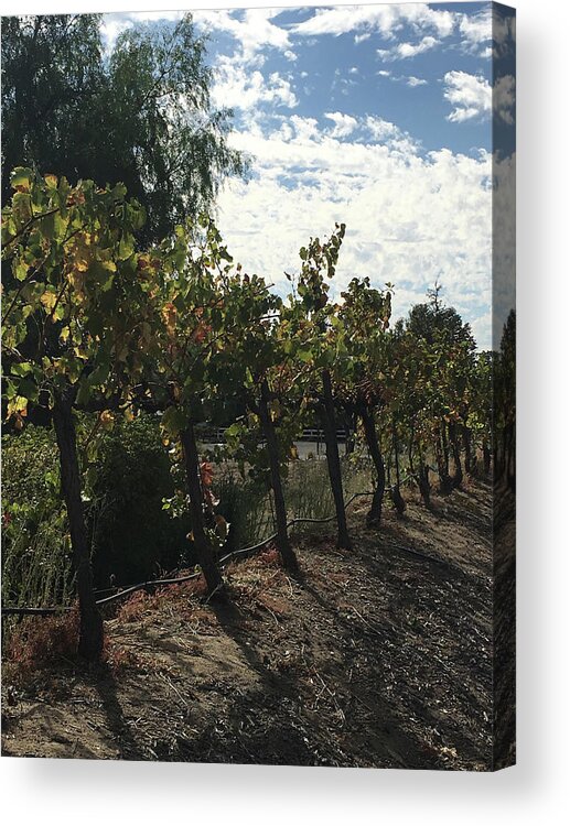 Grapevines Acrylic Print featuring the photograph Temecula Vines by Roxy Rich