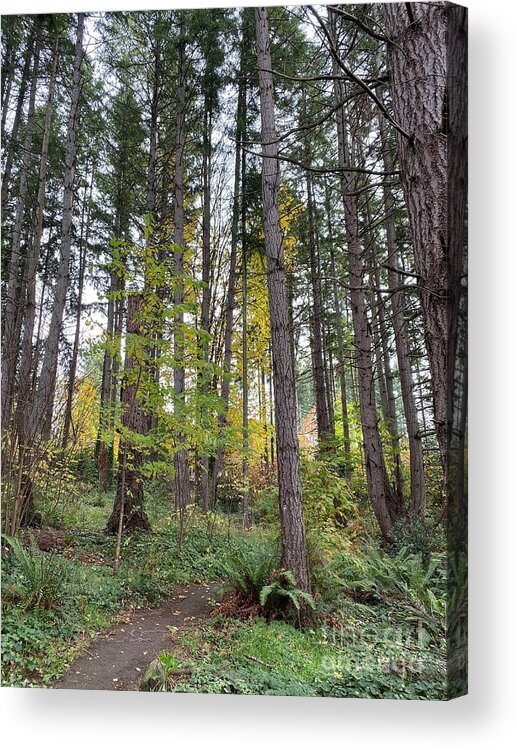Trees Acrylic Print featuring the photograph Thin trees by LeLa Becker