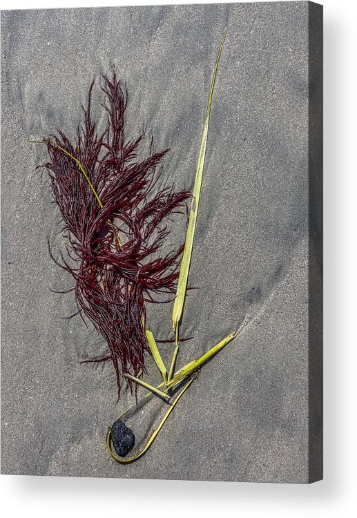 Seaweed Acrylic Print featuring the photograph Tidal Abstract by Cate Franklyn