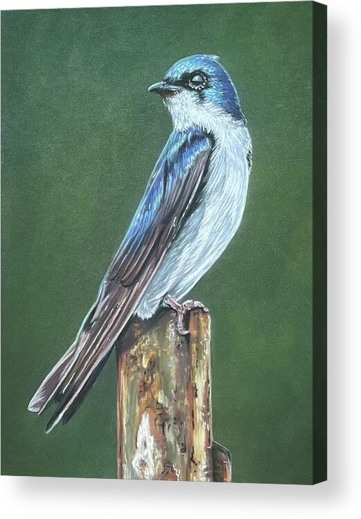 Bird Acrylic Print featuring the painting Tree Swallow by Mark Ray