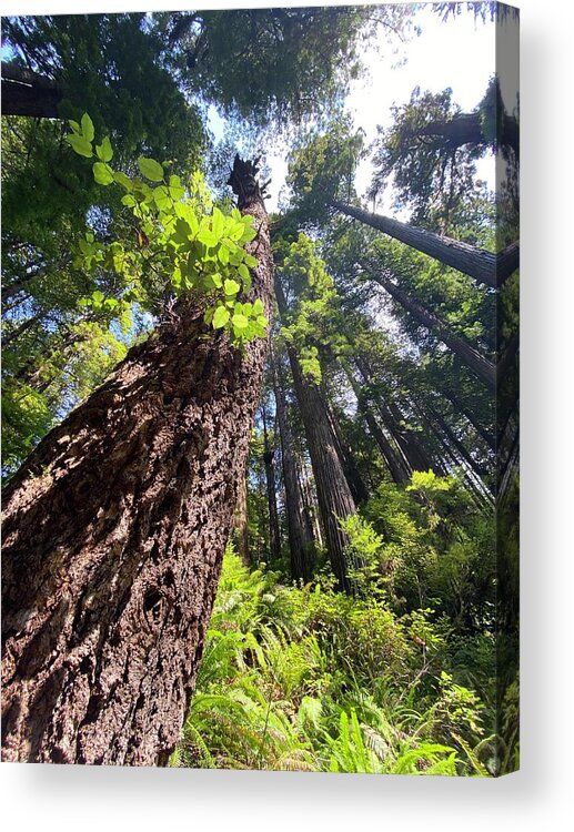 Redwoods Acrylic Print featuring the photograph Tree Tops by Daniele Smith