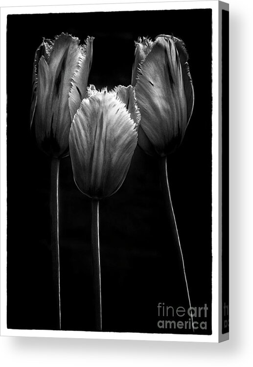 Tree Trio Tulips Strong Contrast Effective Black White Flowers Stylish Beautiful Delightful Pretty Exquisite Gorgeous Expressive Close Up Romantic Poetic Creative Minimalist Minimalism Impressions Attractive Charming Inspiration Singular Fabulous Fantastic Delicate Gentle Bold Mono Contemporary Impressive Stunning Elegant Tender Touching Passion Expressionistic Interpretative Evocative Romance Simplicity Togetherness Together Associative Spiritual Happy Aesthetic Idyllic Meaningful Sentimental Acrylic Print featuring the photograph TRIO TOGETHENESS-TREE Characters by Tatiana Bogracheva