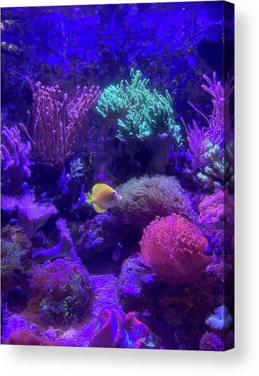 Tropical Acrylic Print featuring the photograph Tropical Tank by Barbara Von Pagel