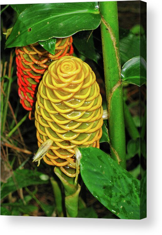 Flora Acrylic Print featuring the photograph Two exotic flowers by Segura Shaw Photography