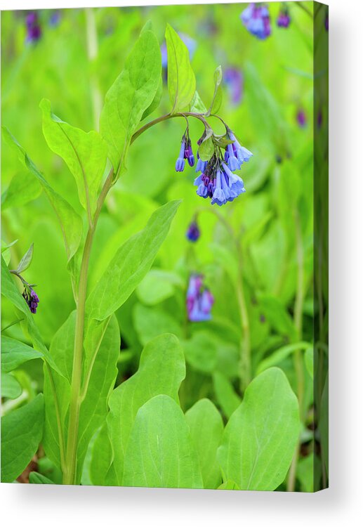 Bluebells Acrylic Print featuring the photograph Virginia Bluebells 5 by Todd Bannor