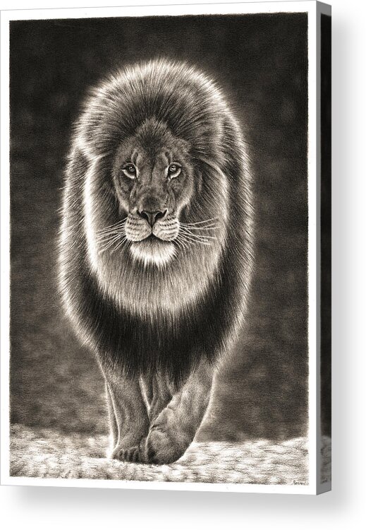 Lion Acrylic Print featuring the drawing Walking Lion by Casey 'Remrov' Vormer