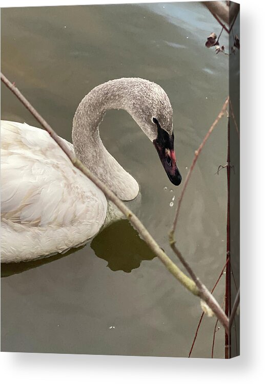 Wildlife Acrylic Print featuring the photograph Water Dripping From the Beak of a Trumpeter Swan by Michael Dean Shelton
