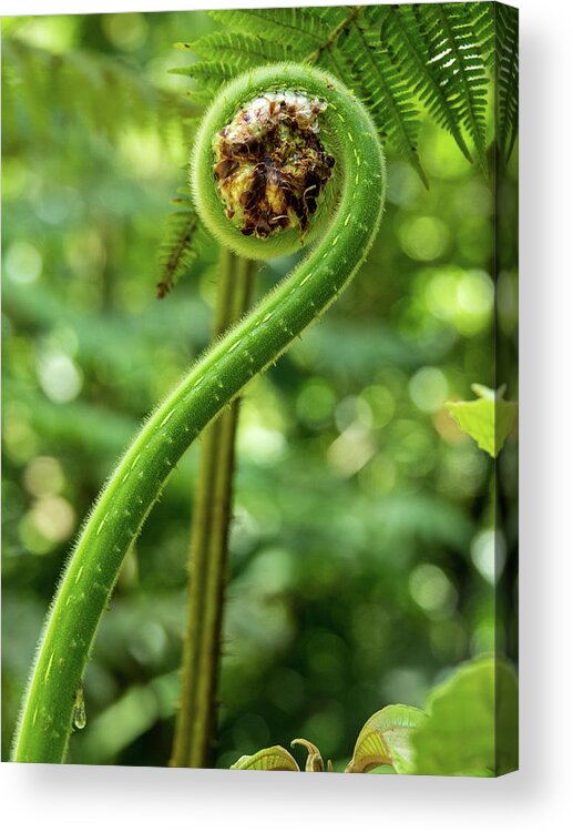 Spring Acrylic Print featuring the photograph What's New Fiddlehead by Leslie Struxness