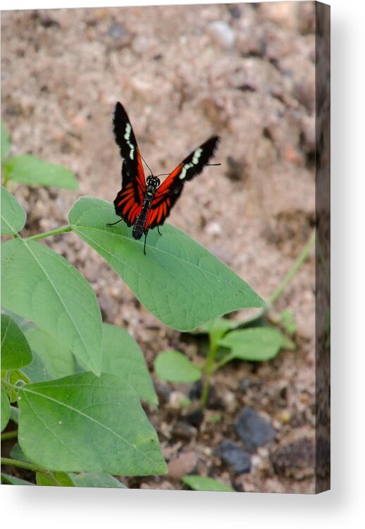 Heliconius-melpomene Acrylic Print featuring the photograph Whispering of butterfly wings 10 by Jaroslav Buna