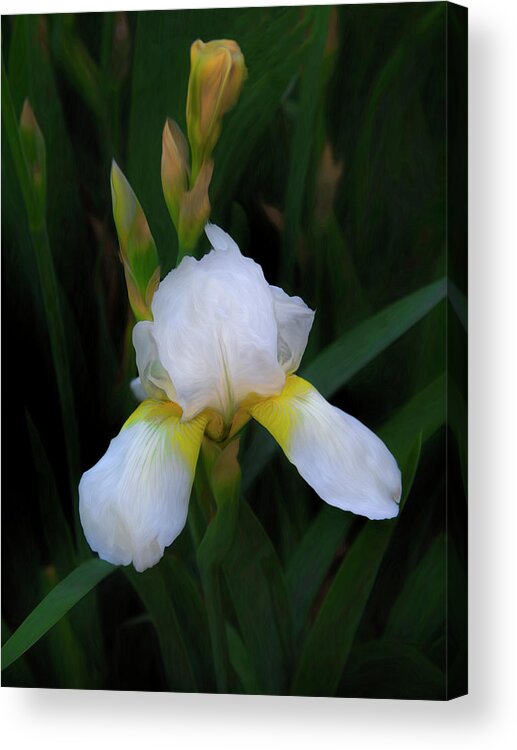 Iris Acrylic Print featuring the photograph White Iris by Ann Powell