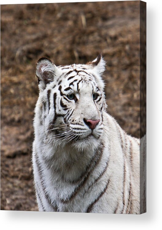 Bengal Acrylic Print featuring the photograph White Tiger Portrait by Douglas Barnett