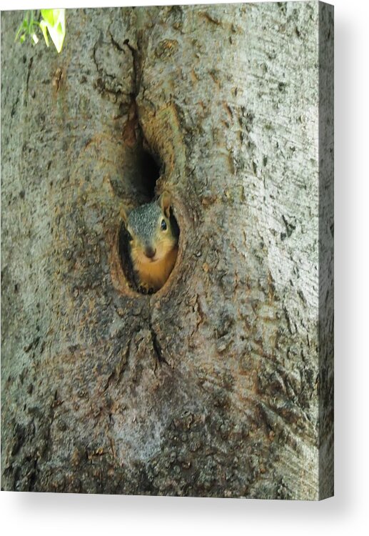 Squirrel Acrylic Print featuring the photograph Who's There by C Winslow Shafer