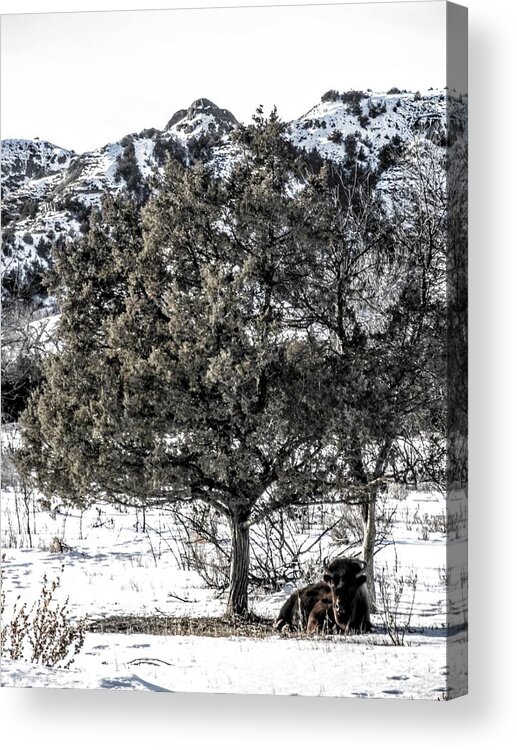 Bison Acrylic Print featuring the photograph Winter Rest by Amanda R Wright