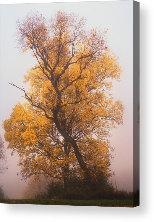 Fall Acrylic Print featuring the photograph Yellow Autumn by Jason Fink