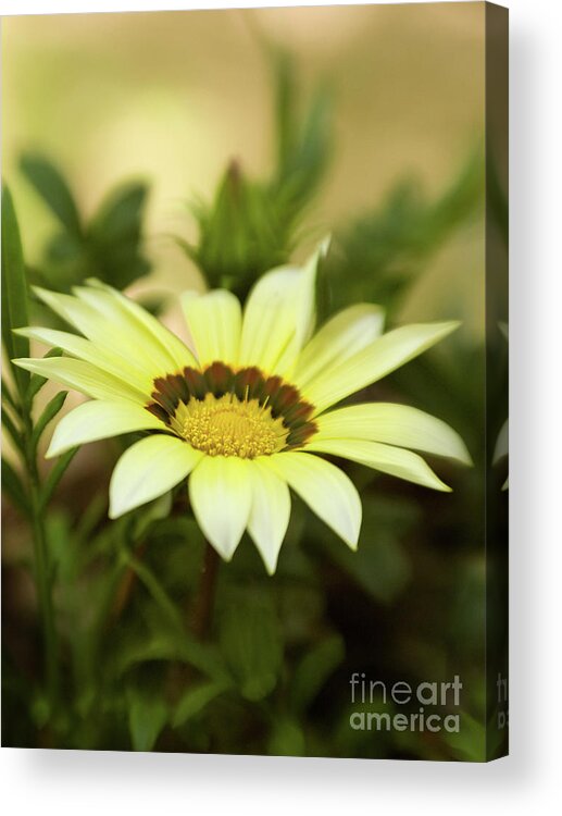 Color Acrylic Print featuring the photograph Yellow Gazania In Springtime 7 by Dorothy Lee