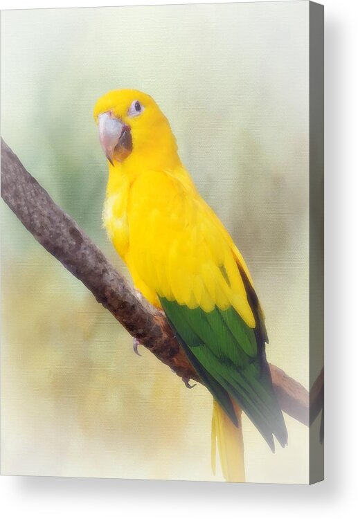 Bird Acrylic Print featuring the mixed media Yellow Green Parrot Bird 83 by Lucie Dumas
