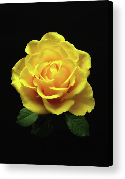 Rose Acrylic Print featuring the photograph Yellow Rose 6 by Johanna Hurmerinta
