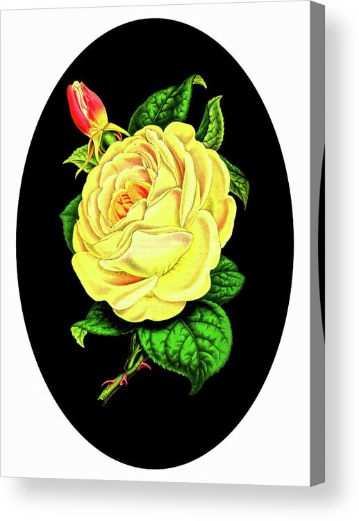 Floral Acrylic Print featuring the mixed media Yellow Rose on Oval by Lorena Cassady