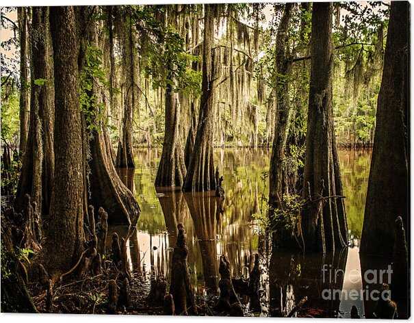 caddo Lake Acrylic Print featuring the photograph Cypress Knees on Caddo Lake by Tamyra Ayles