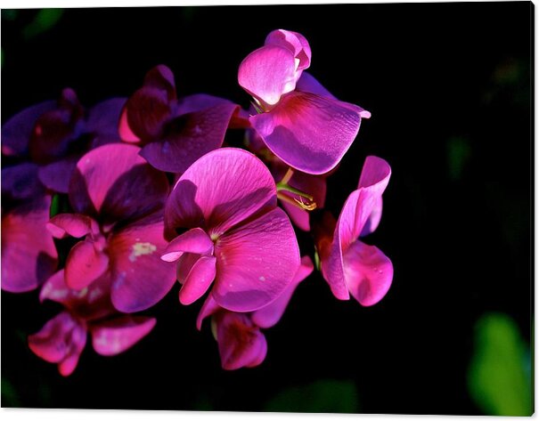 Sweetie Acrylic Print featuring the photograph Sweetie Pea by Tim Rice